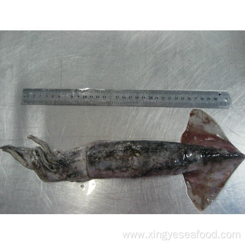 Frozen North Pacific Squid Whole Round 500-1000g